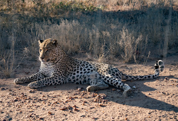 Leopard lying down in the dirt