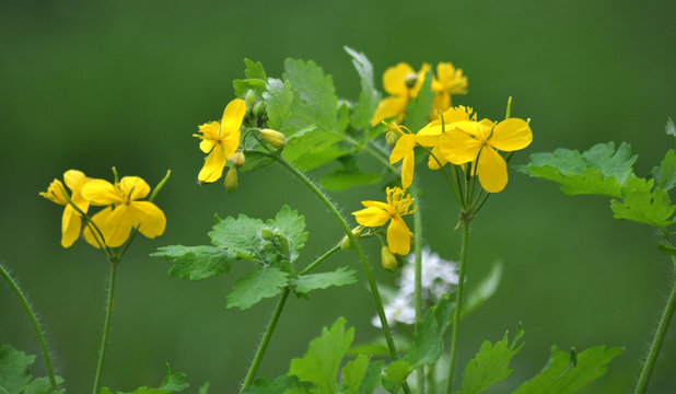 Chelidonium Majus - Wild Weeds