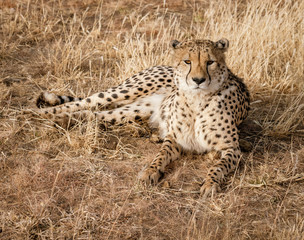Naklejka premium Adult cheetah lies down in dry grass