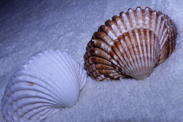 Shell