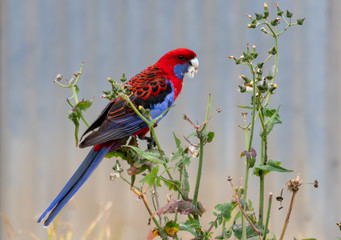 Crimson Rosella