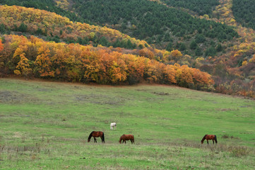 Grazing horses among autumnal mountains