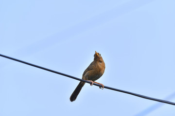 bird on wire