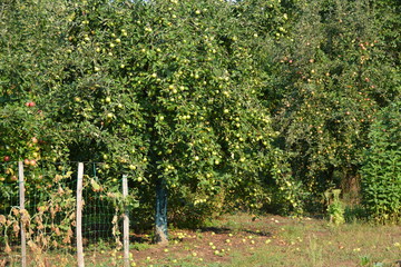 Fototapeta na wymiar ecological production in the region of Noszvaj, Hungary. Grapes, apples, pears.