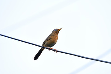 bird on wire