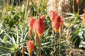 Red flower plants with depth of field