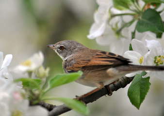 Bird emberiza sitting on a branch of a tree