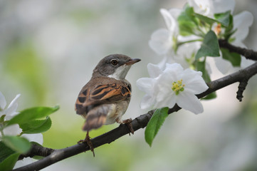 Bird emberiza sitting on a branch of a tree