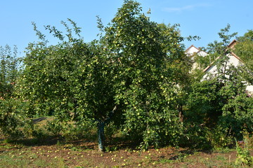 Fototapeta na wymiar ecological production in the region of Noszvaj, Hungary. Grapes, apples, pears.