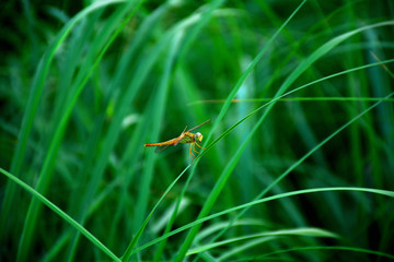 dragonfly flying in agricultural fields day time near village