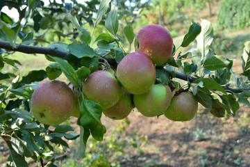 Apple,, ecological production in the region of Noszvaj, Hungary. Grapes, apples, pears.