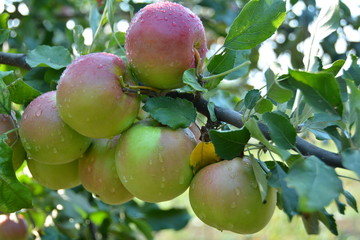 Apple,, ecological production in the region of Noszvaj, Hungary. Grapes, apples, pears.