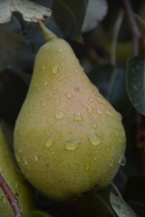 Pear. Ecological production in the region of Noszvaj, Hungary. Grapes, apples, pears.