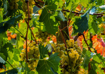 Grapes. Ecological production in the region of Noszvaj, Hungary. Grapes, apples, pears.