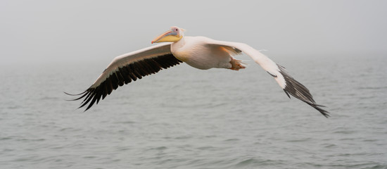 Great White Pelicans in flight