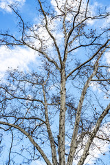 Platanus tree bare December branches against a blue cloudy sky in Sofia, Bulgaria