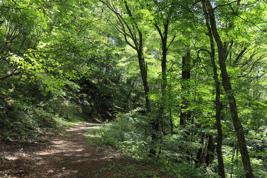Summer Karuizawa - a well-organized mountain trail