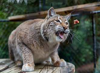 Fototapeta na wymiar Wild American bobcat catching a piece of raw meat in a cage at a sanctuary