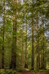 Fototapeta na wymiar Giant sequoia trees in the Redwoods Forest in California