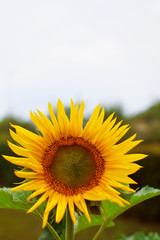 Growing sunflower plant Helianthus annuus with yellow flower on blurred green leaves and sky background with copy space for your text.