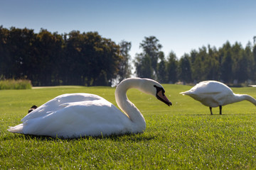 White swans eating grass in green summer filed. Birds with white feather in the middle of meadow. Elegance and peace background. Summer wildlife. Wild birds concept. White swan looking at camera close