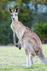 Adult male kangaroo looking at camera