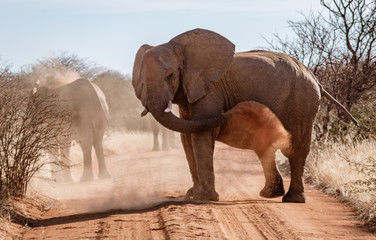 Elephant throws dirt onto its back