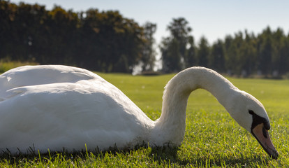 Beautiful white sitting swan eating grass in the middle of summer meadow. Bird with white feather on green grass closeup. Elegance and peace background. Summer wildlife. Wild birds concept. White swan © Nataliia