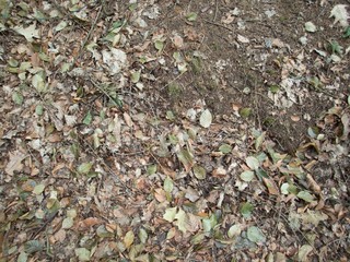 forest ground with fallen leaves and stones