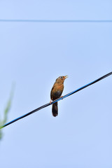 bird on wire