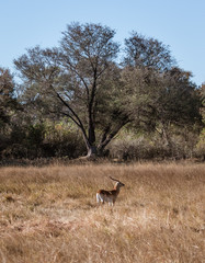 A lone male red lechwe is isolated from his herd and alone