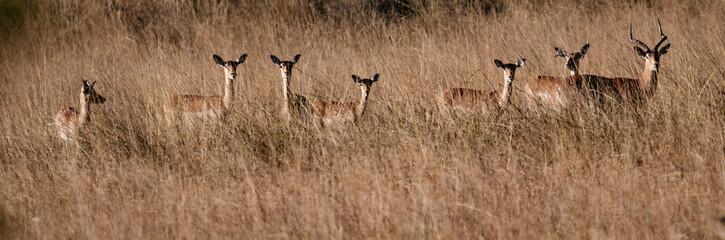 Red lechwe are wary antelopes, and turn to watch the photographer