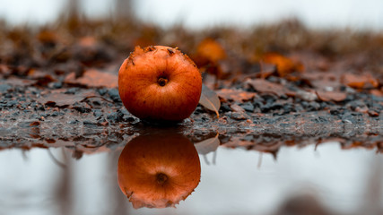 Autumn apple