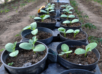Growing seedlings of cucumbers