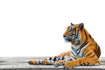Photo sur Aluminium Tigre tiger isolated on white background