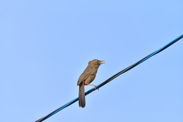 bird on wire