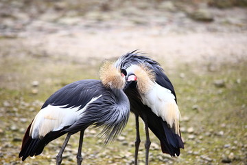 birdlove