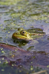 Frosch