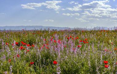 Spring in the foothills of the Kopet Dagh