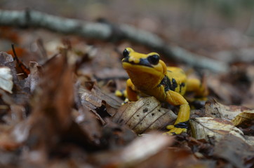 Salamandra tra le foglia