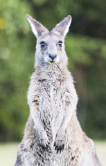 Young kangaroo looking at camera