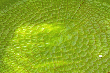 Close up leaf of a Victoria Amazonica or Victoria Regia, the largest aquatic plant in the world in the Amazon Rainforest