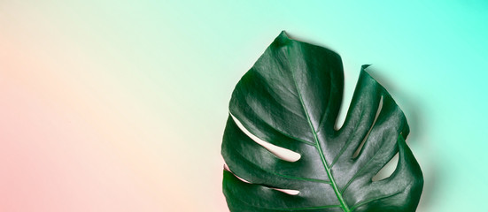 Fototapeta na wymiar Monstera leaf on pastel gradient background. Summer exotic minimalistic background
