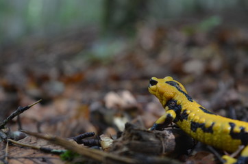 Salamandra in bosco
