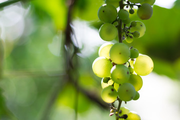 Green grapes grow on the branches