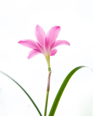 Single Pink Flower