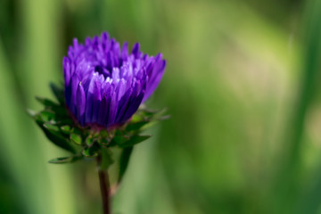 purple flower on a green background