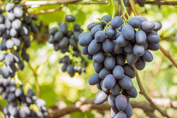 bunch of grapes on the vine, cultivation of vineyard winemaking viticulture