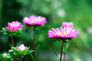Obraz premium pink flower on a green background