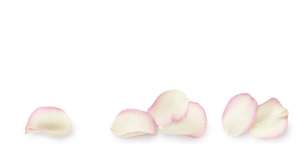 White and pink rose petals